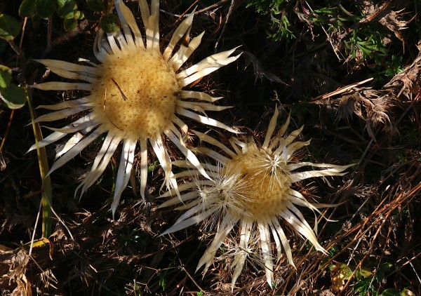 Silberdistel