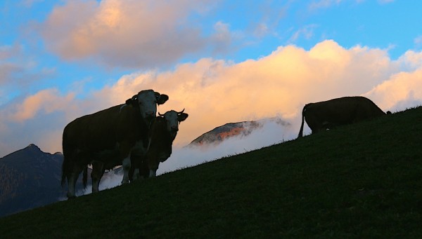 Novemberimpressionen Russbach