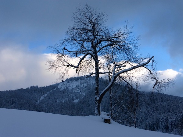 Hornhütte Franzlalm Russbach