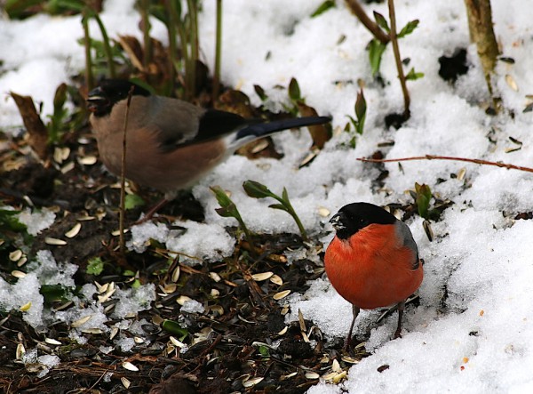 Schnee