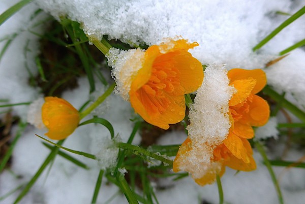 Neuschnee