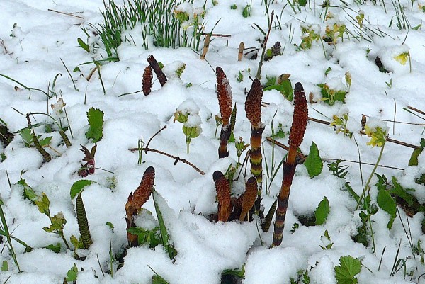 Neuschnee