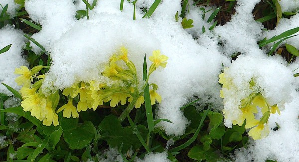 Neuschnee