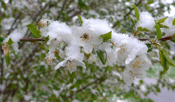 Neuschnee